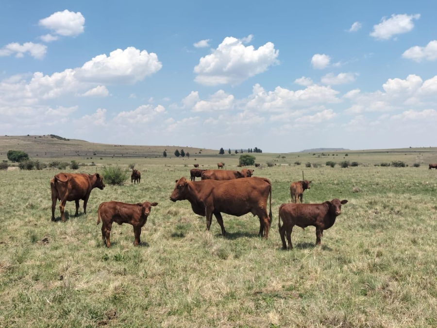 0 Bedroom Property for Sale in Bethlehem Rural Free State